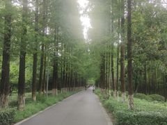 -昆山城市生态森林公园