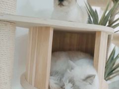-Heymao猫咖.咖啡厅(东门店)