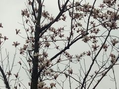 -成飞公园
