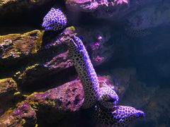 -暹罗海洋世界
