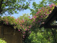 -鹅湖玫瑰文化园