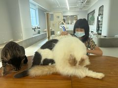 -Cappucimeow猫咪咖啡馆(韦伯时代店)