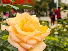 -人民公园(罗湖区)