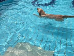 -趣玩宠物乐园寄养训犬训狗游泳池