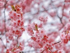 -上海辰山植物园