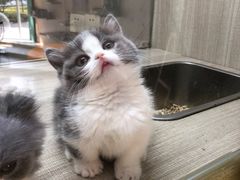 -飞行喵MR PILOT|猫舍·猫咖(静安大融城店)