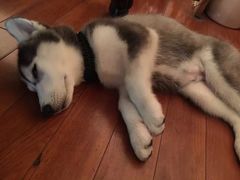 -暖阳宠物医院·犬猫康复中心·骨科