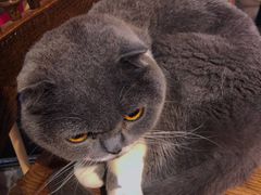 -猫色咖啡·猫咖