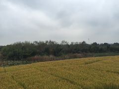 -乌村