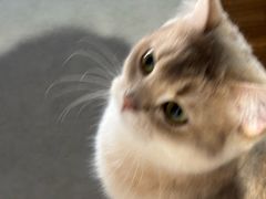 -琪喵猫屋·撸猫猫咖·猫舍