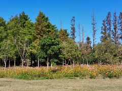 -上海长兴岛郊野公园