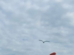 -海驴岛(荣成市)