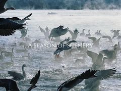 -沈阳鸟岛