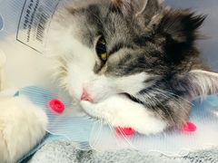 -纳吉亚猫专科动物医院博雅分院