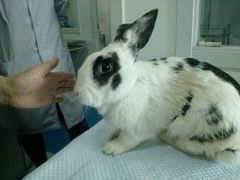 -瑞派·关忠动物医院·异宠专科·犬猫肿瘤·皮肤专科(望京店)