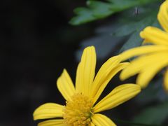 -成都市活水公园