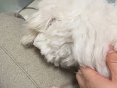 -瑞派福兴宠物医院犬猫全科·骨科·中西医结合(河东店)