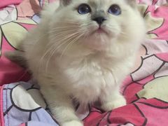 -Bastet sally猫舍购宠(静安店)