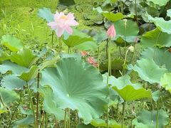 -陈家山荷花公园