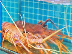 -南海渔家•海鲜•正宗海南菜(海棠湾店)
