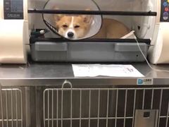 -北京恒爱动物医院(清景园分院)