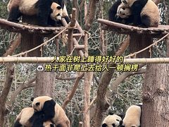 -成都大熊猫繁育研究基地