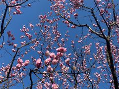 -梅花山(明孝陵内)