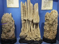 -河南自然博物馆