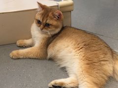 -飞行喵MR PILOT|猫舍·猫咖(静安大融城店)
