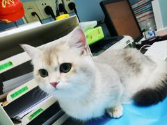 -纳吉亚猫专科动物诊疗中心(蒋宅口分院)