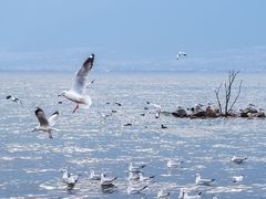 -大理洱海