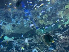 -香港海洋公园
