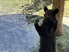 -深圳野生动物园
