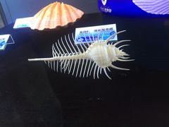 -贝壳梦幻世界