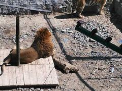 -新疆天山野生动物园