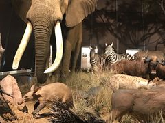 -贝林大翅鲸简餐厅(国家海洋博物馆店)