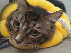 -纳吉亚猫专科动物诊疗中心(蒋宅口分院)