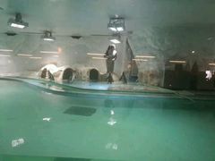 -北戴河圣蓝海洋公园