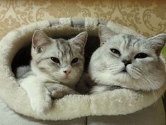 -艾贝尔宠物医院 ·内科全科(梁溪路店)