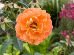 -径山花海