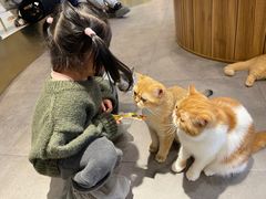 -飞行喵MR PILOT|猫舍·猫咖(静安大融城店)