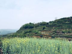 -桑洲油菜花景区