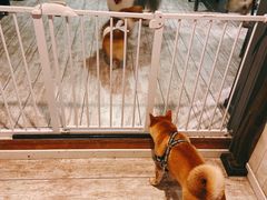 -百好乐宠物友好餐厅(朝外大街店)