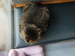 -伟伟宠物医院·瑞派猫友好医院·猫科(光谷店)