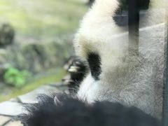 -都江堰中华大熊猫苑