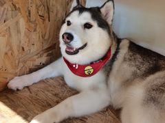 -Husky Go! 哈士奇体验馆·宠物咖啡厅狗咖