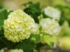 -国家植物园