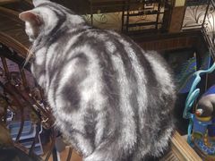 -more than meow吴止猫主题餐厅(承德 中船汇店)