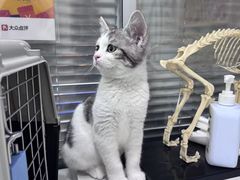 -pd派德宠物中心医院24H急重症·眼科中心·血液透析中心(嵩山北路店)