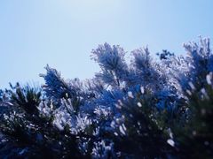 -鲁山国家森林公园